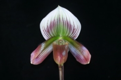Paph. Hsinying Artweb